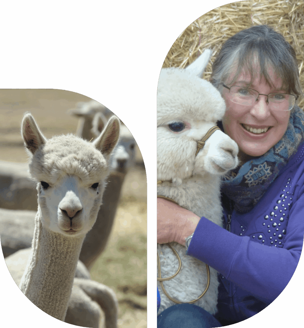 A woman joyfully hugging two alpacas outdoors.