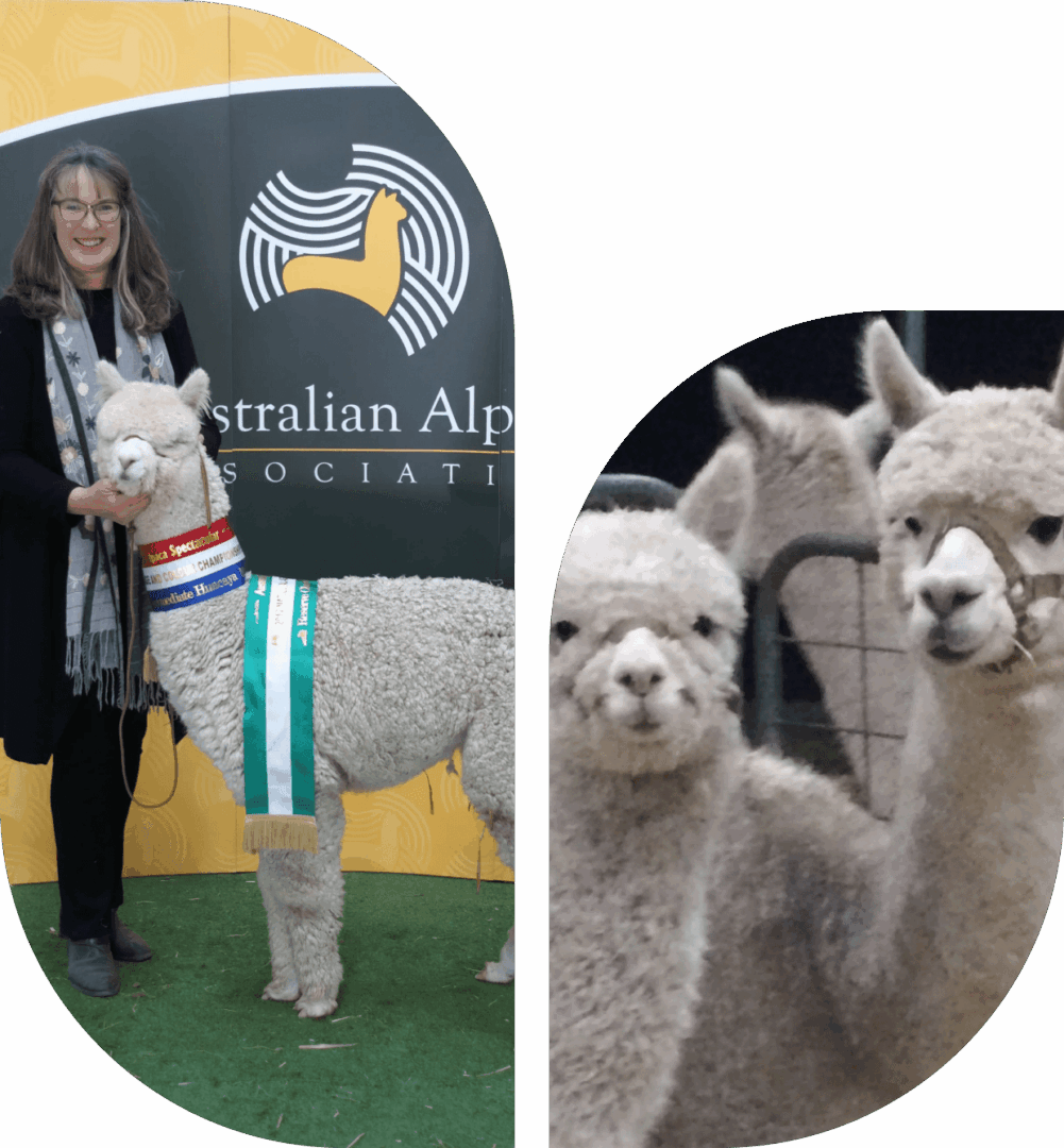 Woman standing with an alpaca at an exhibition or contest.