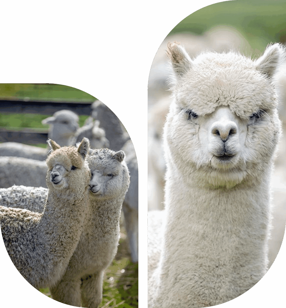 Two alpacas in a natural outdoor setting and a close-up of one alpaca's face.