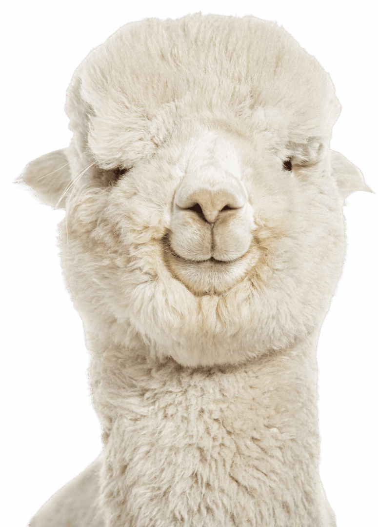Smiling alpaca with fluffy white fur.