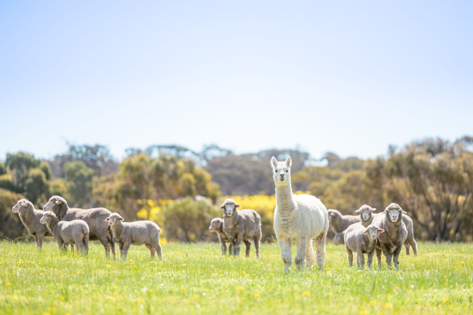 About Us | Alpaca Breeding by Fleur de Lys Alpacas