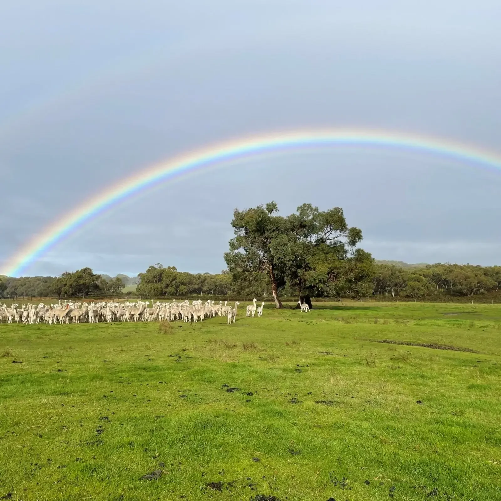 A double rainbow arches over a green field with a tree in the center.