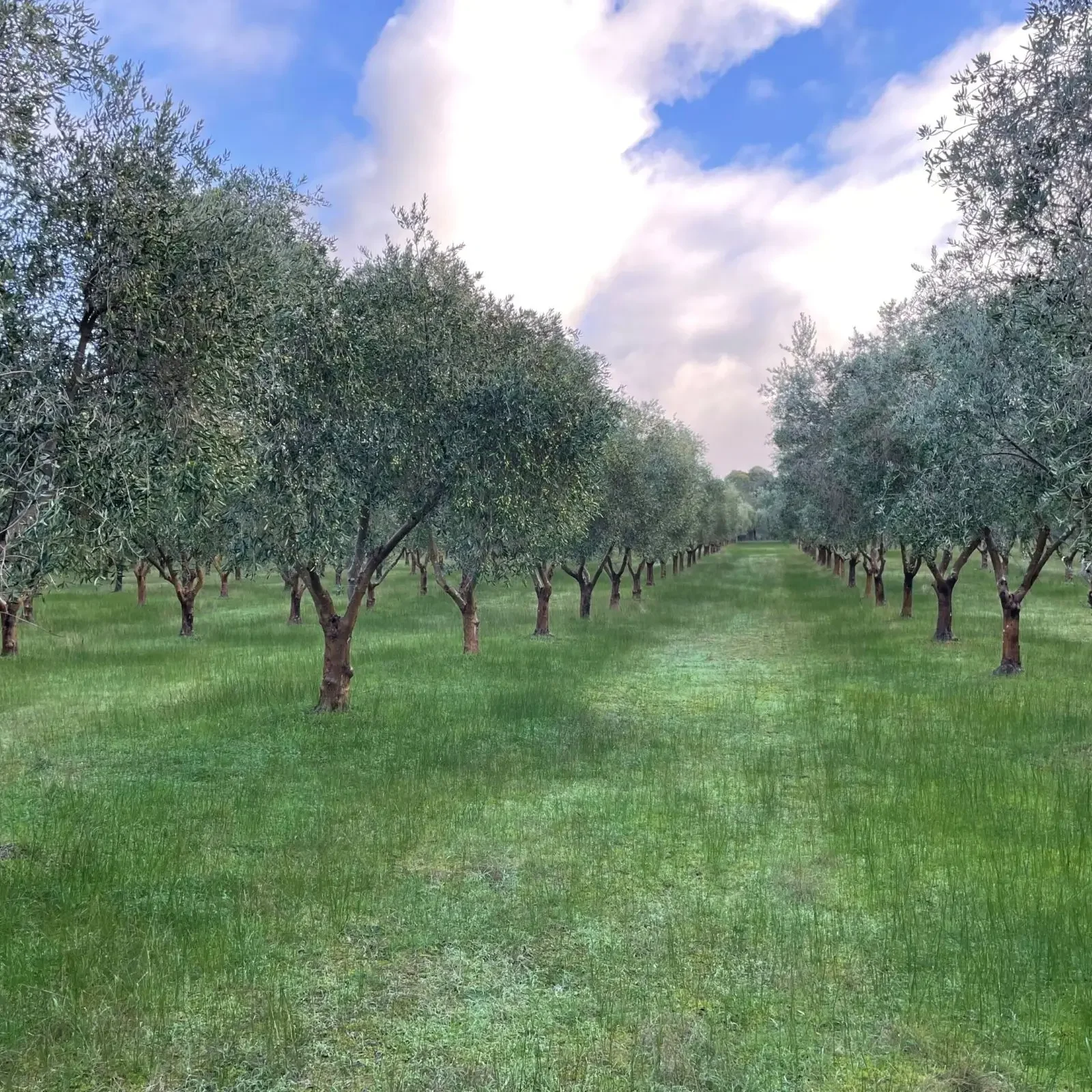 A serene orchard with evenly spaced trees under a partly cloudy sky.