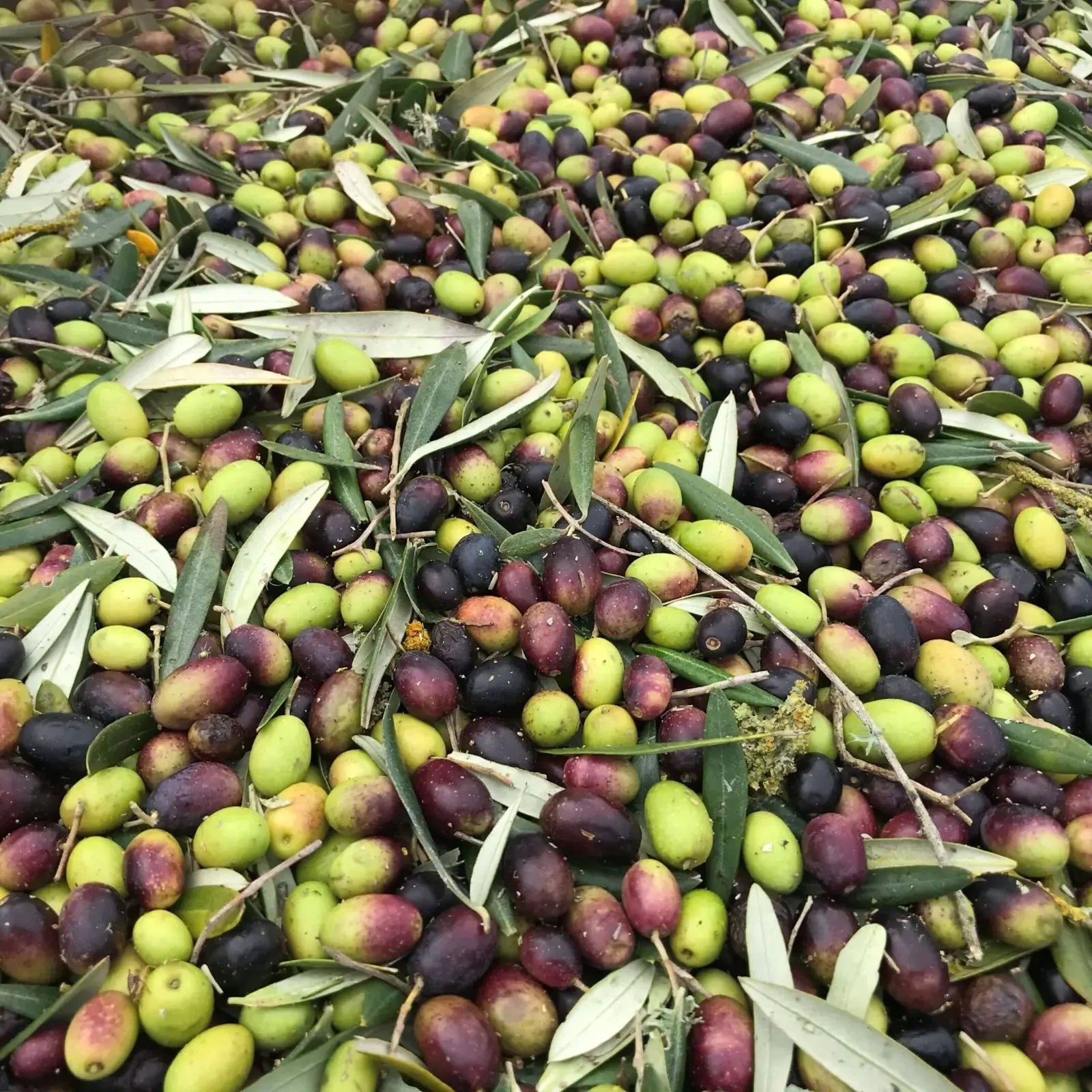 A heap of freshly harvested olives in various ripening stages.