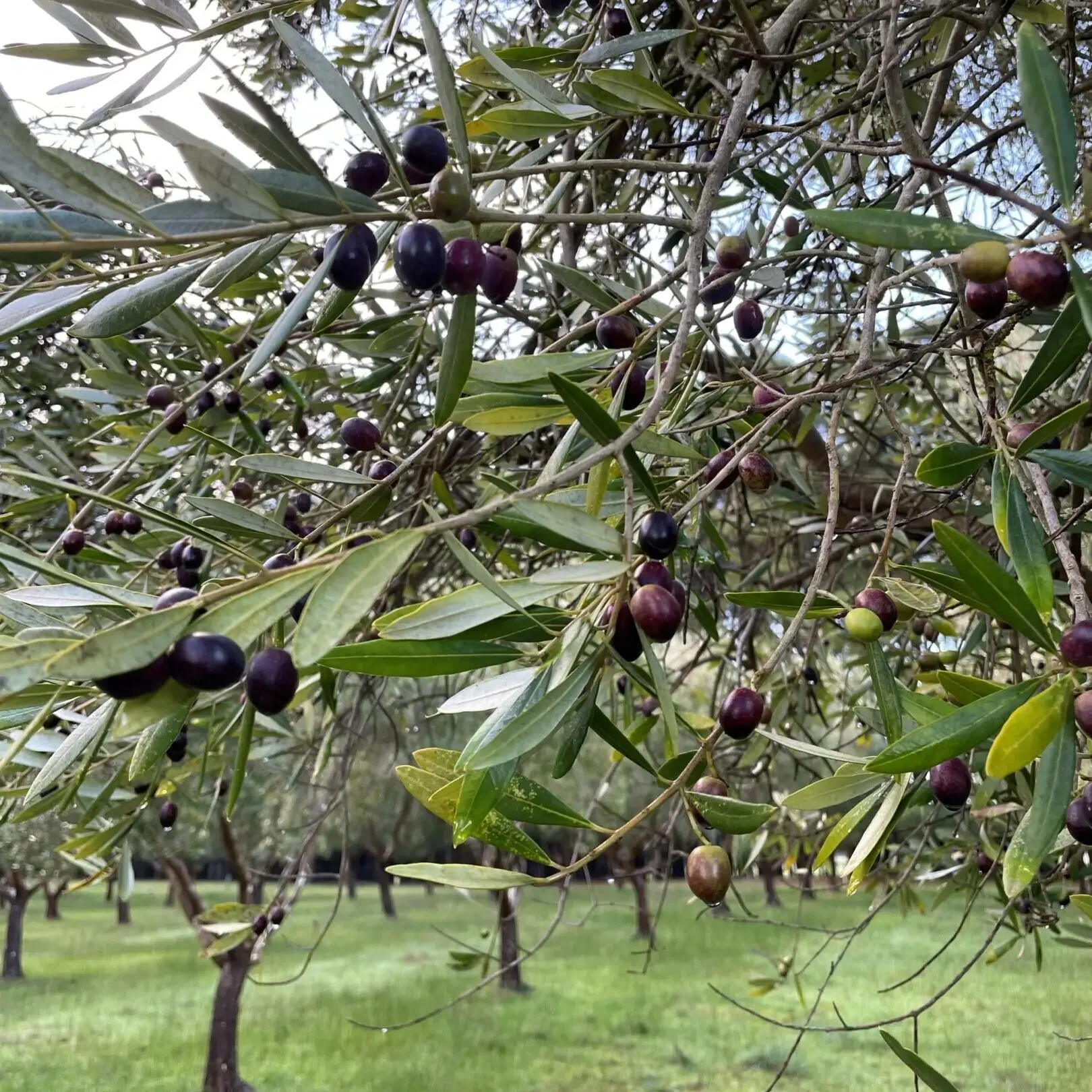 Olive tree branches with ripe and unripe olives in a grove.